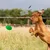 Jouet à Mâcher pour Chiens Petsation - Chaussure Résistante