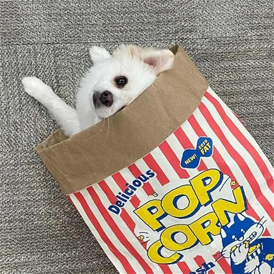 CoolPetGear Boîte de popcorn en carton pour chats et chiens