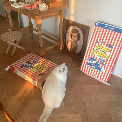 CoolPetGear Boîte de popcorn en carton pour chats et chiens