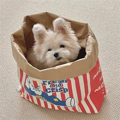 CoolPetGear Boîte de popcorn en carton pour chats et chiens