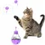 Jouets interactifs pour chats Chaton Stick et Fun Ball