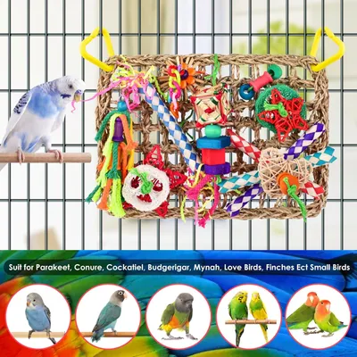 Jeux pour oiseaux - Matériel de forage, chewing, escalade