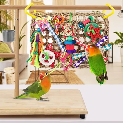 Jeux pour oiseaux - Matériel de forage, chewing, escalade