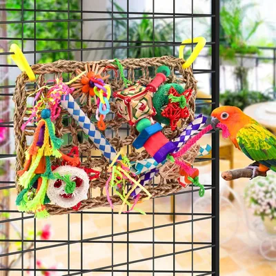 Jeux pour oiseaux - Matériel de forage, chewing, escalade