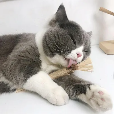 MCBOSON  Lot de 2 bâtonnets d'herbe à chat