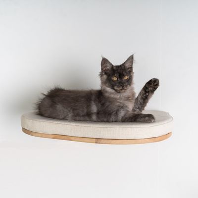Mur d’escalade pour chat - Luxueux lit mural pour chat