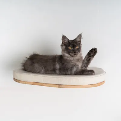Mur d’escalade pour chat - Luxueux lit mural pour chat