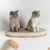 Mur d’escalade pour chat - Luxueux lit mural pour chat