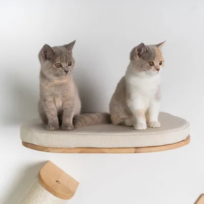 Mur d’escalade pour chat - Luxueux lit mural pour chat