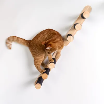 Mur d’escalade pour chat - Ensemble d’échelles