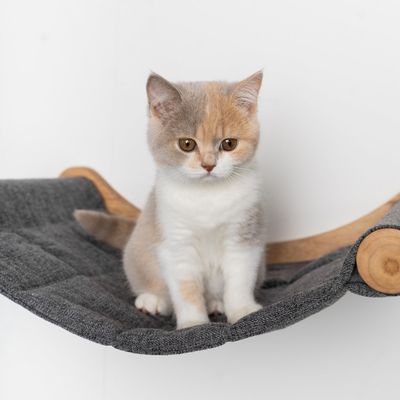 Mur d’escalade pour chat - Luxueux hamac mural XXL
