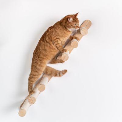Mur d’escalade pour chat - Ensemble d’échelles