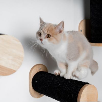 Mur d’escalade pour chat - Ensemble de poteaux muraux en sisal