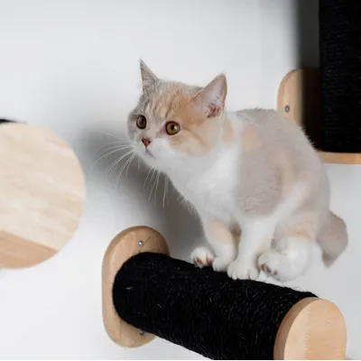 Mur d’escalade pour chat - Ensemble de poteaux muraux en sisal
