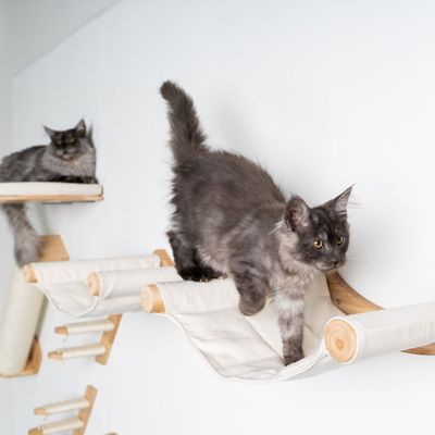 Mur d’escalade pour chat - Luxueux hamac mural XXL