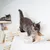 Mur d’escalade pour chat - Luxueux hamac mural XXL