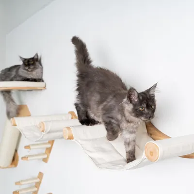 Mur d’escalade pour chat - Luxueux hamac mural XXL