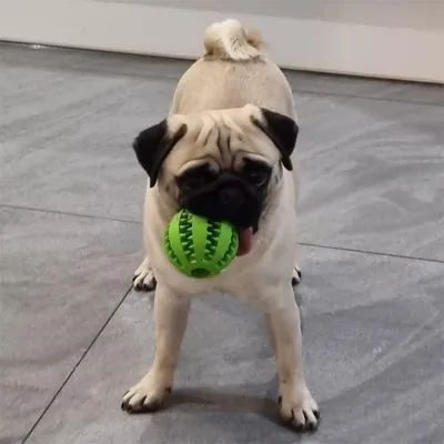 MCBOSON 2-in-1 Gummiball für Hunde MCBOSON 2-in-1 Gummiball für Hunde
