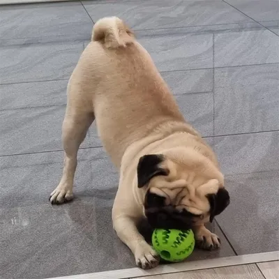 MCBOSON Balle encaoutchouc 2 en 1 pour chien