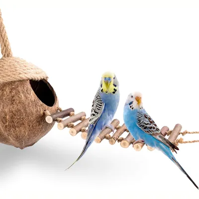 Nid et jouet pour oiseaux et hamsters avec échelle