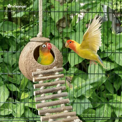 Nid et jouet pour oiseaux et hamsters avec échelle