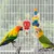 Jeux pour oiseaux - Avec fonctions de balance, hamac, escalade et chewing