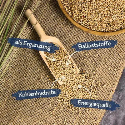 Lyra Pet® Dari blanc