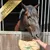 Lyra Horse® friandises à la banane