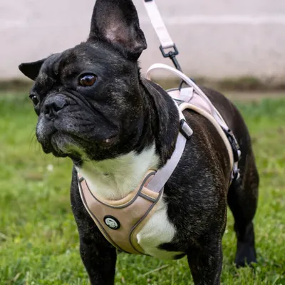 On se la Pet - Harnais pour chien confortable et résistant - Beige Tropical