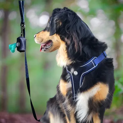 On se la Pet - Harnais pour chien confortable et résistant - Bleu Nuit