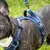 On se la Pet - Harnais pour chien confortable et résistant - Bleu Nuit