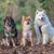 On se la Pet - Harnais pour chien confortable et résistant - Bleu Nuit