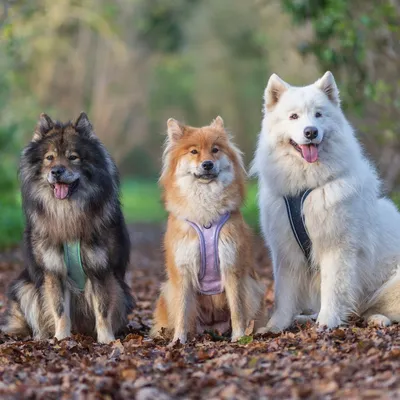On se la Pet - Harnais pour chien confortable et résistant - Lilas