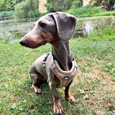 On se la Pet - Harnais Premium pour chien confortable - Beige Tropical On se la Pet - Harnais Premium pour chien confortable - Beige Tropical