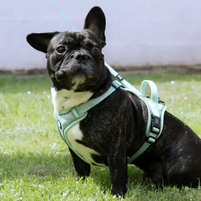 On se la Pet - Harnais pour chien confortable et résistant - Vert Pastel