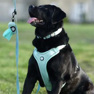 On se la Pet - Harnais pour chien confortable et résistant - Vert Pastel