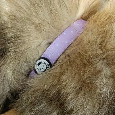 On se la Pet - Collier pour chien rembourré et résistant - Lilas