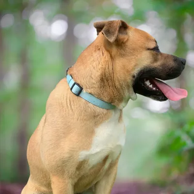 On se la Pet - Collier pour chien rembourré et résistant - Vert Pastel