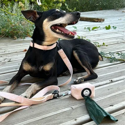 On se la Pet - Collier pour chien rembourré et résistant - Beige Tropical