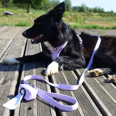 On se la Pet - Laisse pour chien avec poignée rembourrée - Lilas