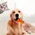 CoolPetGear Lot de brosses à dents pour chien 4 pièces.