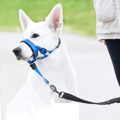 CoolPetGear Licol  anti-traction pour chien de taille moyenne