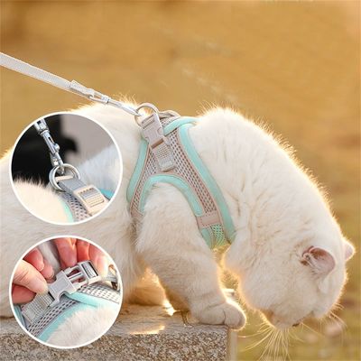 Pet Planet Laisse pour chaton Type de sangle