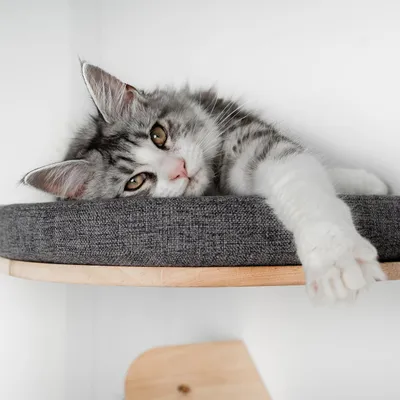 Mur d’escalade pour chat - Luxueux lit mural pour chat