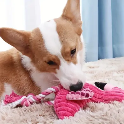 IntiMeg Jouet en peluche pour chien