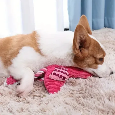 IntiMeg Jouet en peluche pour chien