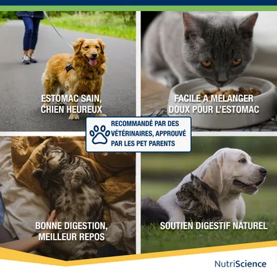 NutriScience Stomax Poudre