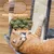 Kratzbaum XXL 174 cm deckenhoch Katzenkratzbaum stabiler Katzenbaum