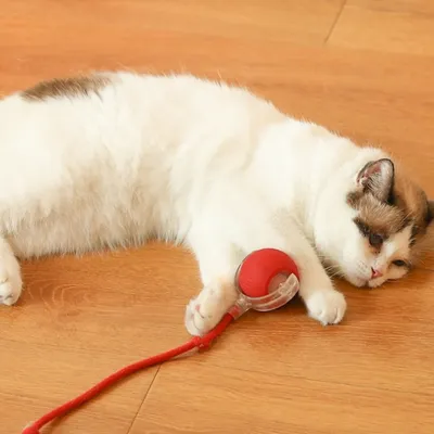 IntiMeg Jouet interactif, balle automatique pour chat