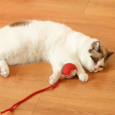 IntiMeg Jouet interactif, balle automatique pour chat